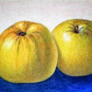 Lord Derby kaufen | Apfelbaum | Baumschule Südflora - bildliche Darstellung zweier Äpfel