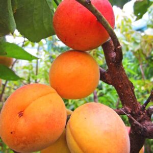 Luizet kaufen | Aprikosenbaum | Baumschule Südflora - Früchte am Baum