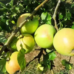 Zuccalmaglios Renette kaufen | Apfelbaum | Baumschule Südflora - Äpfel am Baum
