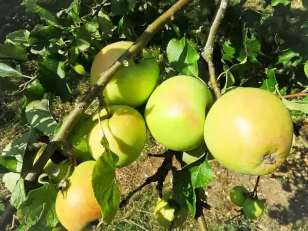 Zuccalmaglios Renette kaufen | Apfelbaum | Baumschule Südflora - Äpfel am Baum