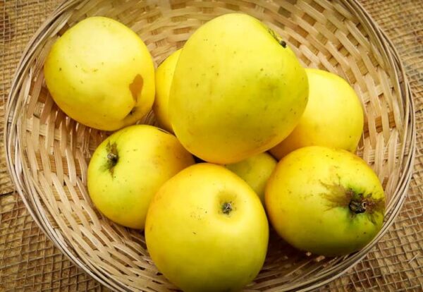 Manks Küchenapfel kaufen | Apfelbaum | Baumschule Südflora - Äpfel in einem Körbchen