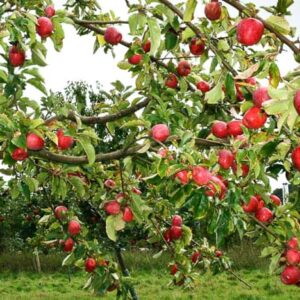 Maren Nissen kaufen | Apfelbaum | Baumschule Südflora - Herbstbehang
