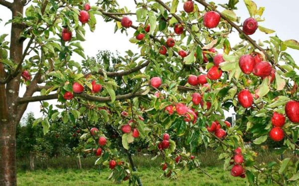 Maren Nissen kaufen | Apfelbaum | Baumschule Südflora - Herbstbehang