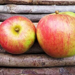 Martini kaufen | Apfelbaum | Baumschule Südflora - Äpfel liegen auf Holzunterlage