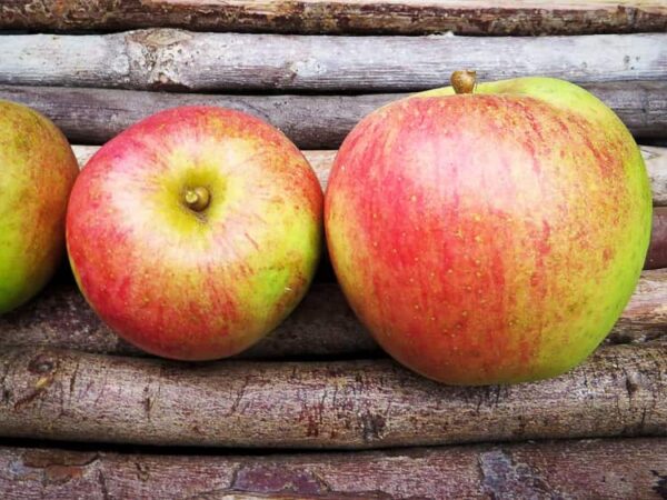 Martini kaufen | Apfelbaum | Baumschule Südflora - Äpfel liegen auf Holzunterlage