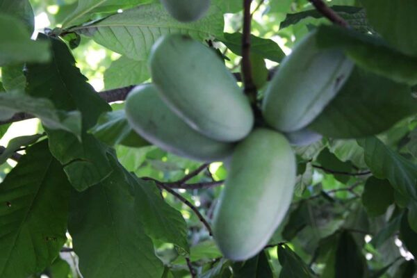 Mary Foos Johnson | Indianerbanane | Baumschule Südflora - Jungfrüchte am Paupau Baum