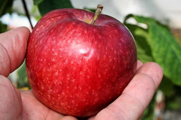 Apfel McIntosh kaufen | Apfelbaum | Baumschule Südflora - Apfel in einer Hand