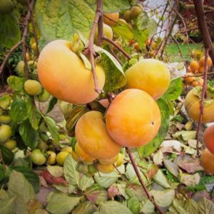 Meader kaufen | Kakibaum | Baumschule Südflora - Kaki-Früchte am Baum