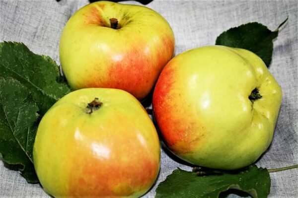 Minister von Hammerstein kaufen | Apfelbaum | Baumschule Südflora - Drei Äpfel mit Blattwerk