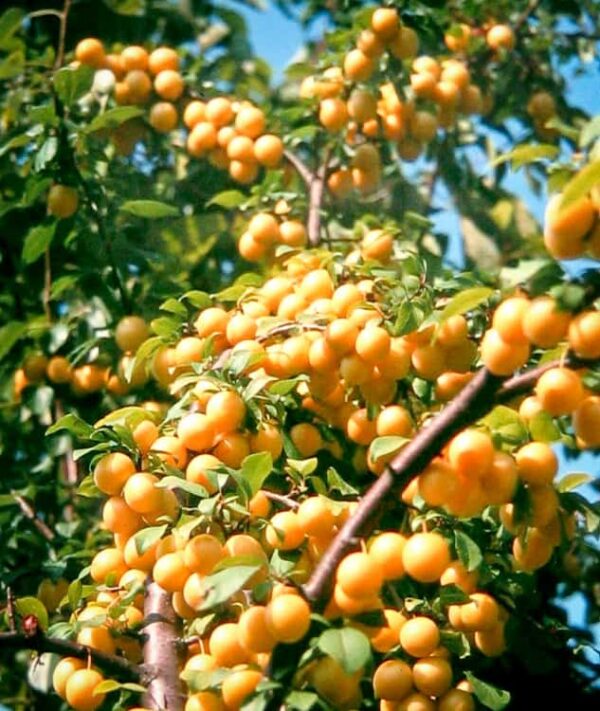 Mirabelle von Nancy bestellen | Pflaumenbaum - Fruchtbehang am Baum