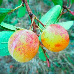 Mirabelle von Nancy / Doppelte Mirabelle | Pflaumenbaum - Zwei Nancy Mirabellen am Baum