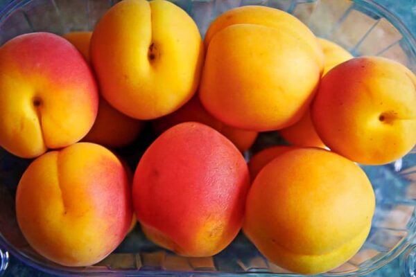 | Aprikosenbaum | Mombacher Frühe kaufen - Aprikosen von oben
