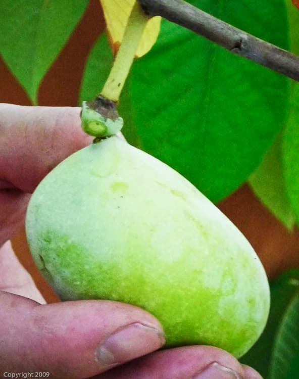 Moorbanana / Moorbanane kaufen | Indianerbanane | Baumschule Südflora - Frucht in einer Hand