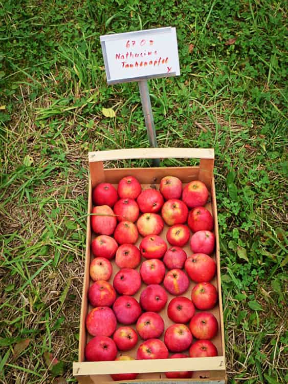 Nathusius Taubenapfel bestellen - Ergebnis der Apfellese in einer Obstkiste