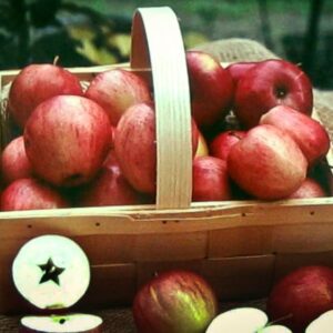 Nathusius Taubenapfel kaufen | Apfelbaum | Baumschule Südflora - Äpfel im Korb