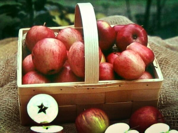 Nathusius Taubenapfel kaufen | Apfelbaum | Südflora - Äpfel Rote Schafsnase im Korb