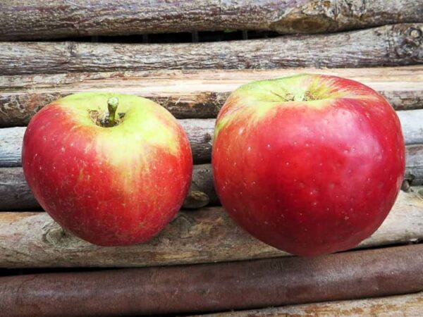 Northern Spy kaufen | Apfelbaum | Baumschule Südflora - zwei Äpfel auf einer Holzunterlage