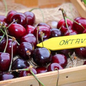 Oktavia Süßkirsche kaufen | Kirschbaum | Baumschule Südflora - Kirschen im Korb
