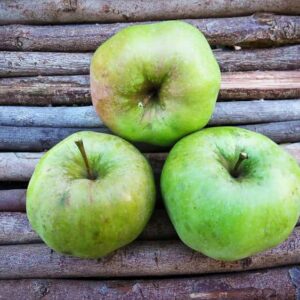 Ontario Apfel kaufen | Apfelbaum | Baumschule Südflora - Drei Äpfel auf einer Holzunterlage
