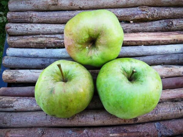 Ontario kaufen | Apfelbaum | Baumschule Südflora - Drei Äpfel auf einer Holzunterlage