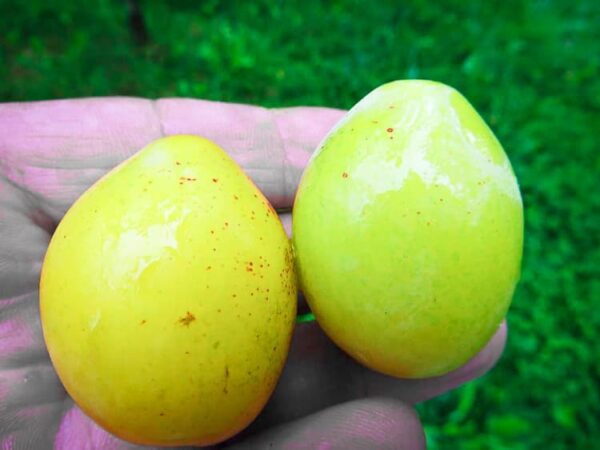 Opal kaufen | Pflaumenbaum - zwei Pflaumen liegen in einer Hand