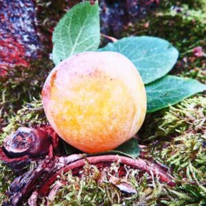 Oullins Reneklode / Gelbe Eierpflaume kaufen | Pflaumenbaum - Pflaume mit Blattwerk am Boden