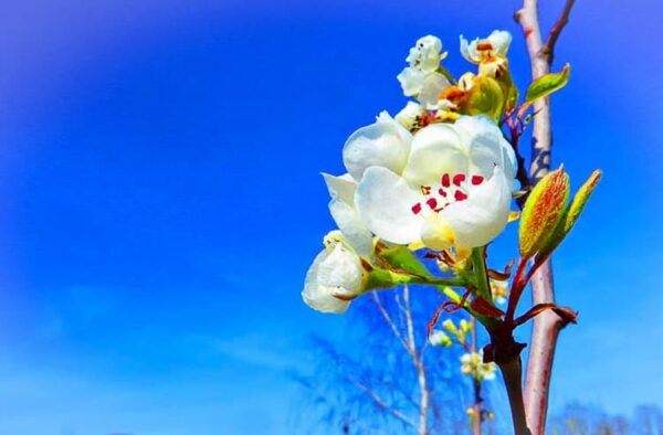 Palabirne kaufen | Birnbaum | Baumschule Südflora - Jungbaum mit Blüte der Sommerapothekerbirne