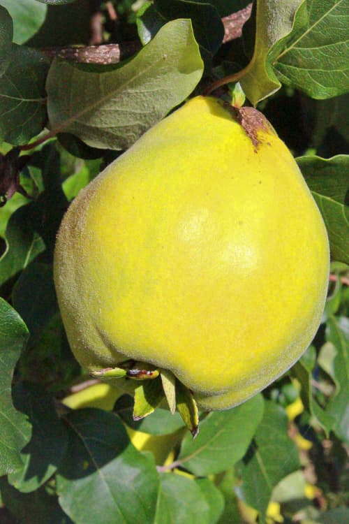 Pear Shaped kaufen | Quittenbaum | Baumschule Südflora - Quitte mit Birnenform