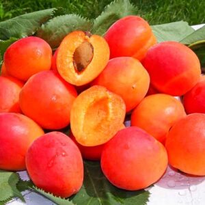 Perla Rossa / Rote Perle kaufen | Aprikosenbaum | Baumschule Südflora - Früchtestapel