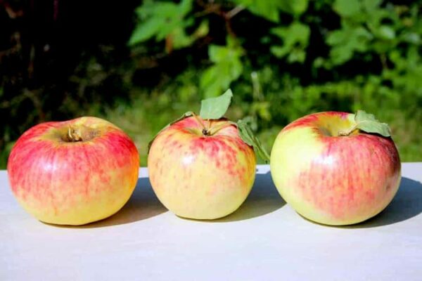 Peter Martens kaufen | Apfelbaum - Drei Äpfel in einer Reihe