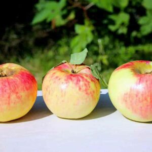 Peter Martens Apfelbaum - Drei Äpfel in einer Reihe