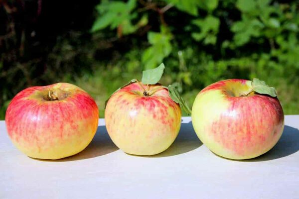 Peter Martens Apfelbaum - Drei Äpfel in einer Reihe
