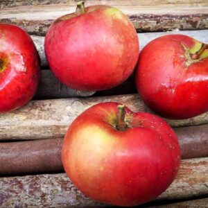 Pfirsichroter Sommerapfel kaufen | Apfelbaum | Baumschule Südflora - Vier Äpfel auf Holzunterlage