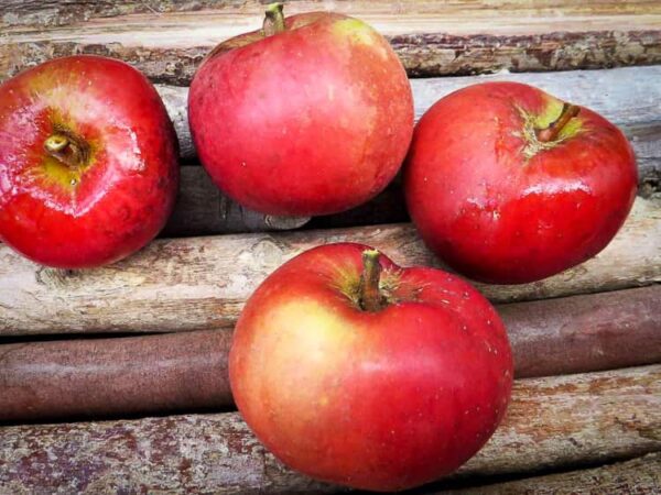 Pfirsichroter Sommerapfel / Pfirsichapfel kaufen | Apfelbaum | Baumschule Südflora - Vier Äpfel auf Holzunterlage