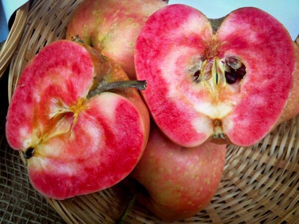 Pink Pearl kaufen | Apfelbaum | Baumschule Südflora - zwei Apfelhälften der Rosa Perle