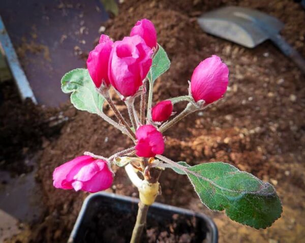 Pink Pearl / Rosa Perlen bestellen| Apfelbaum | Baumschule Südflora - Jungtrieb mit Blüte