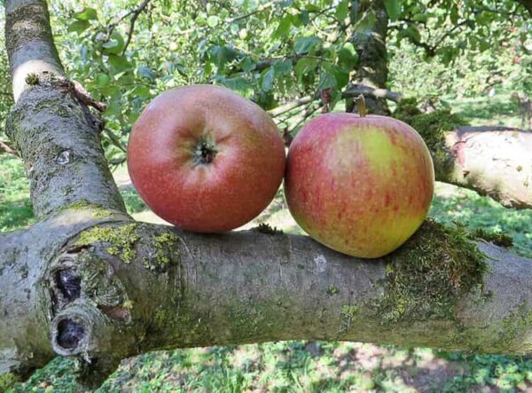 Pommerscher Krummstiel kaufen | Apfelbaum | Baumschule Südflora - Äpfel leigen auf einem Baumstamm
