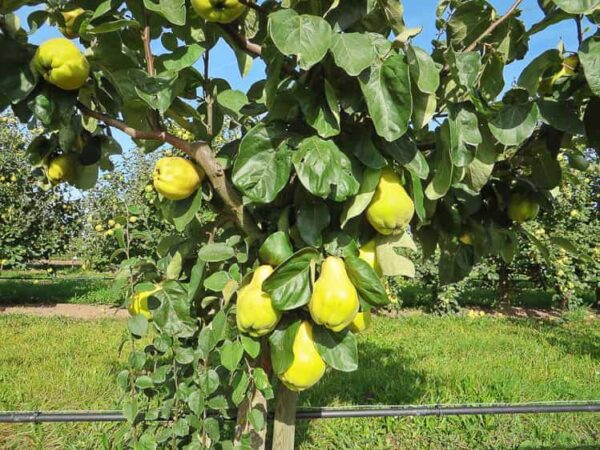 Portugiesische Birnquitte als Jungbaum mit Früchten kaufen
