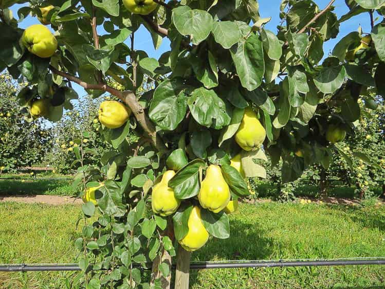 Portugiesischen Birnenquitte kaufen | Quittenbaum Südflora 
