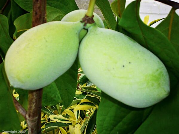 Prima Pawpaw Baum kaufen | Indianerbanane | Baumschule Südflora - drei Früchte am Baum