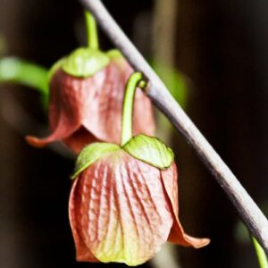 Prolific / Asimina triloba | Indianerbanane kaufen - Dreilappige Papau Blüte am Baum