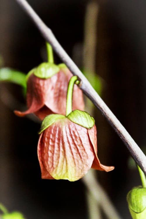Prolific / Asimina triloba | Indianerbanane kaufen - Dreilappige Papau Blüte am Baum