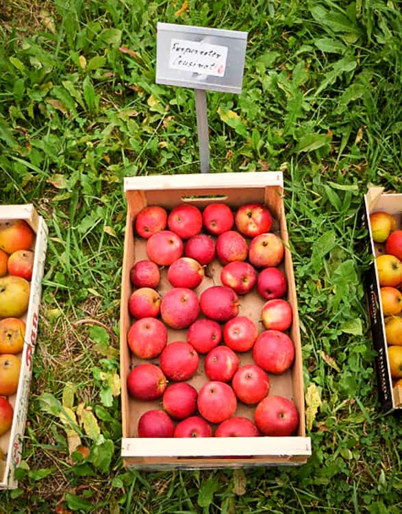 Purpurroter Cousinot / Blutapfel kaufen- Äpfel in einer Kiste