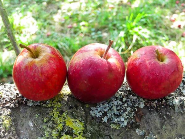 Purpurroter Cousinot kaufen | Apfelbaum | Blutapfel - drei Äpfel nebeneinander