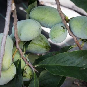 Rebecca´s Gold kaufen Paupau Baum | Indianerbanane | Baumschule Südflora - Früchte am Baum