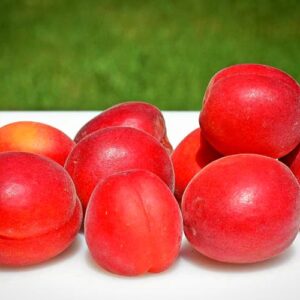 Red Sun Rising | Aprikosenbaum kaufen | Baumschule Südflora - Früchte Sunrosso gestapelt