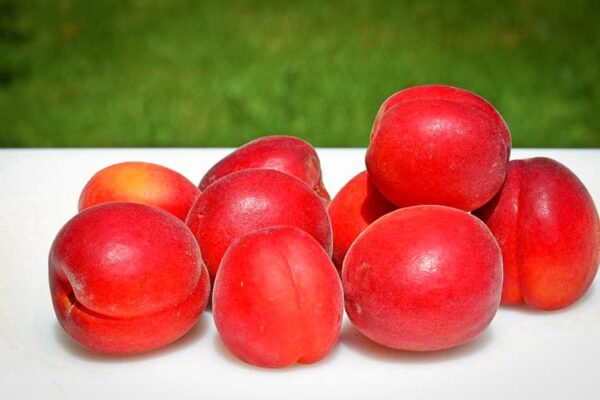 Red Sun Rising kaufen | Aprikosenbaum | Baumschule Südflora - Früchte Sunrosso gestapelt