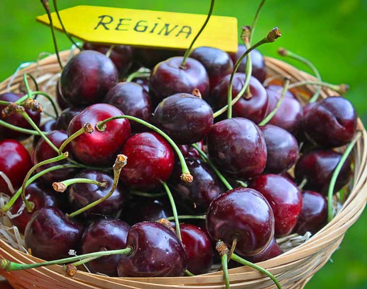 Süßkirsche Regina kaufen | Kirschbaum | Südflora