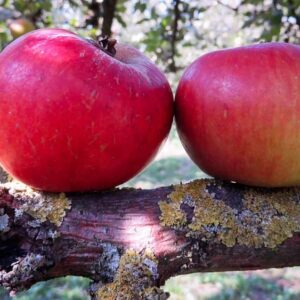 Ribston Pepping kaufen | Apfelbaum | Baumschule Südflora - zwei Äpfel auf einem Baumstamm