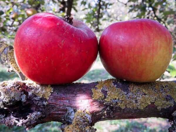 Ribston Pepping / Goldrabau / Granatrenette / Glory of York kaufen | Apfelbaum | Südflora - zwei Äpfel Riobston Pippin auf einem Baumstamm